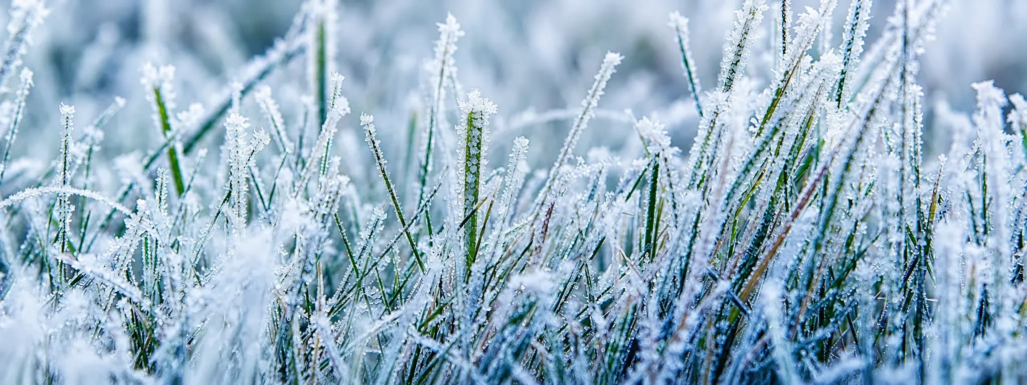 Frost-covered grass – the MTA cooling image